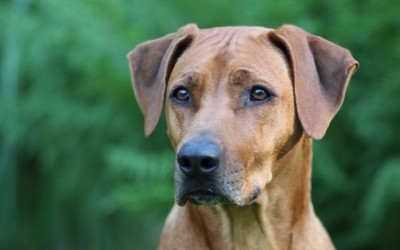 Unser E-Wurf in Faraas Bauch – Das Video