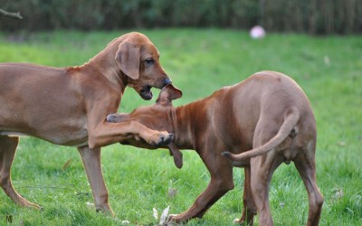 7 von 8 C-Wurf Youngsters waren zu Besuch