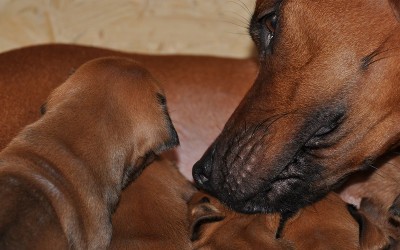 Der A-Wurf wird 6 Jahre