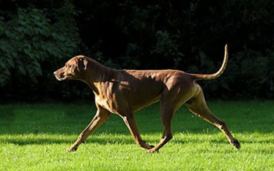 Hallo, die neue Homepage ist fertig!