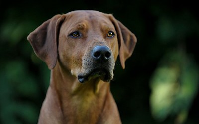 Neue Titel für Eddis Töchter