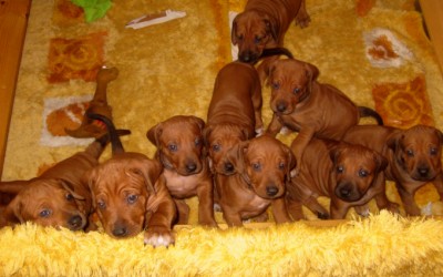 Happy Birthday P’chen von Rekkas Holzhütte – Eddis Kinder werden 2 Jahre