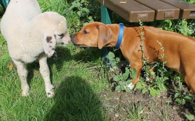 Unsere D’s im neuen Zuhause