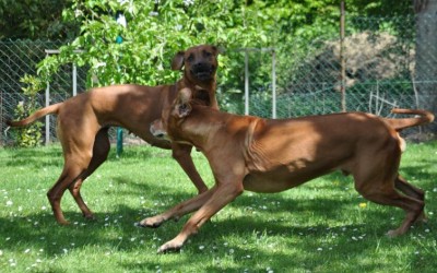 Die versprochenen Bilder zum Hochzeitstanz
