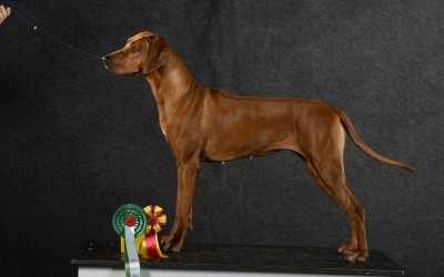 Zoe goes BOB & BOG 4!