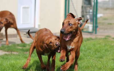 Spaß beim C-Wurf Welpentreffen