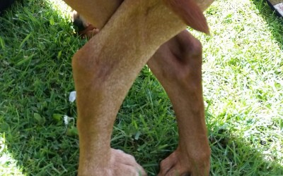 Eddi und Luna in den Flitterwochen