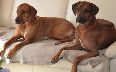 Zu Besuch bei den den Mädels in D’Dorf