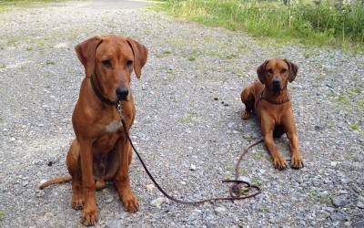 Tolle Neuigkeiten von Beaker