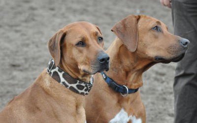 Mama Faraa und vier ihrer C-chens hatten Spaß