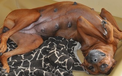 Das Video der Bauchbewohner ist fertig :)