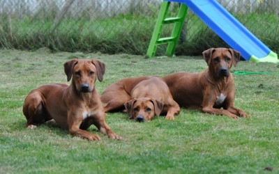 Die ehemaligen Kleinen zu Besuch bei den Kleinen