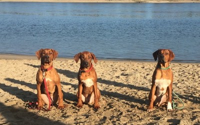 Neues von unseren Dayos