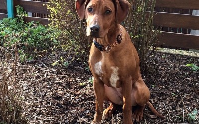 Neue Bilder von den Dayos