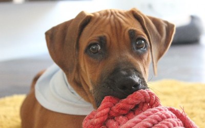 Die Ebuns im neuen Zuhause