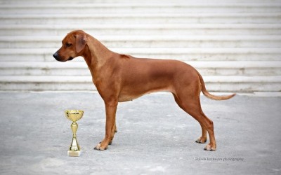 Neuer Champion unter Eddis Nachzuchten