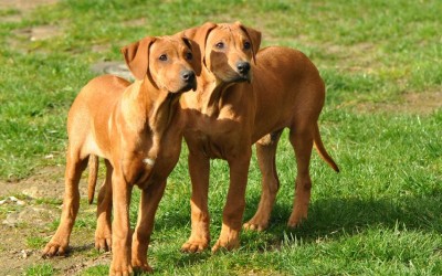 Wir hatten Besuch von Loui