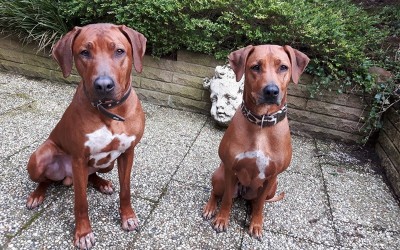 Wir haben Henry besucht