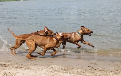 D-Wurf Welpentreffen