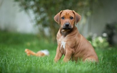 Der Einzelprinz ist ausgezogen