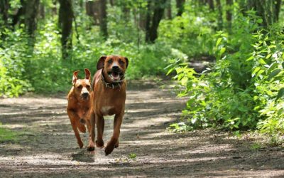 Kleine Runde mit Cuno