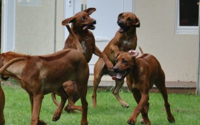 E-Wurf Welpentreffen