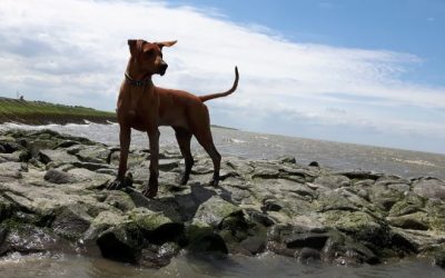 Lila die Wasserratte