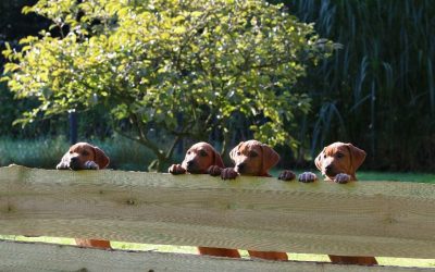 Der 1. Geburtstag der Dayos