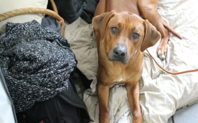 Eyla war erfolgreich