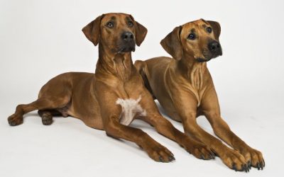 Wunderschöne Fotos von Thabo