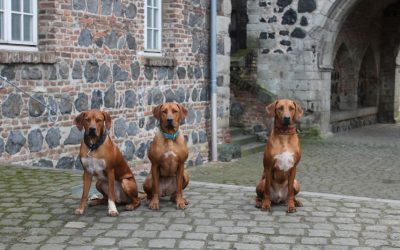 D-Wurf Welpentreffen