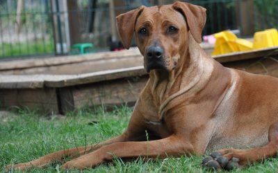 Tolle Röntgenwerte!