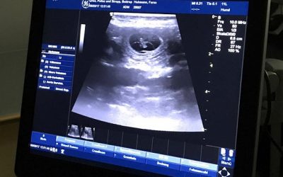 Unser F-Wurf ist auf dem Weg!